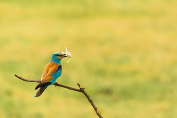 Colorful European roller on a branch