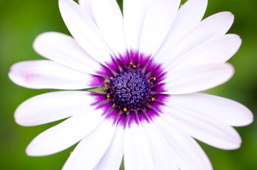 White daisy with purple centre