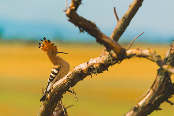 Eurasian Hoopoe, Common Hoopoe or Upupa epops, the beautiful brown bird on a tree branch