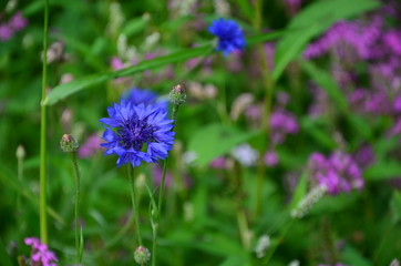 Obraz premium Blumen 2018