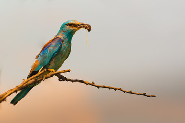 Colorful European roller on a branch