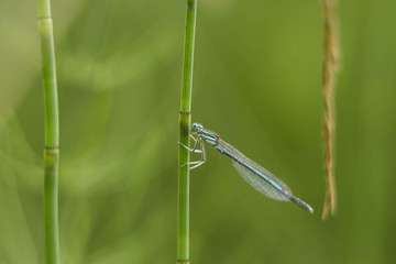 dragonfly-arrow