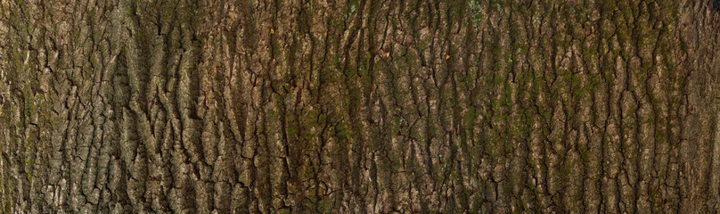 Embossed texture of the bark of oak. Panoramic photo of the oak texture. - obrazy, fototapety, plakaty