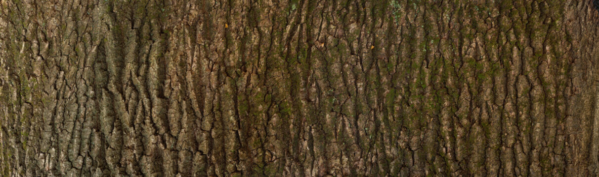 Embossed texture of the bark of oak. Panoramic photo of the oak texture.