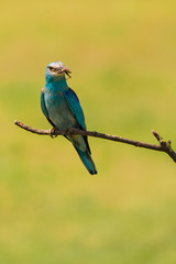 Colorful European roller on a branch