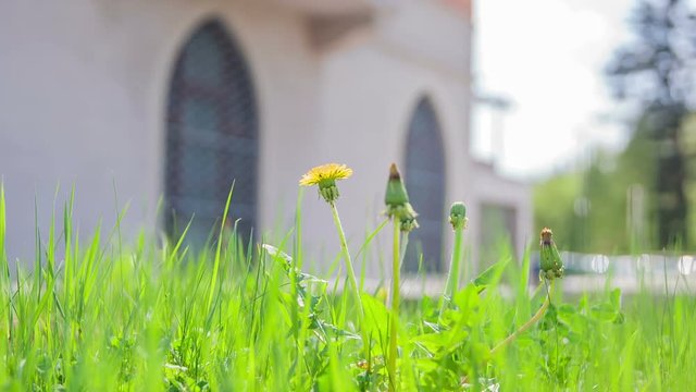 A yellow dandelon is growing in the grass. It's a nice day and there is a building in the background.