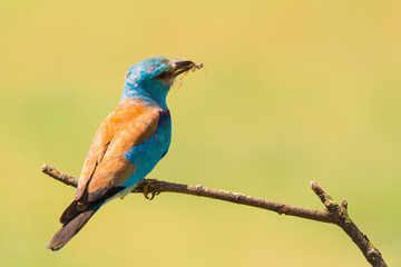 Colorful European roller on a branch
