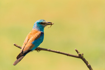 Colorful European roller on a branch