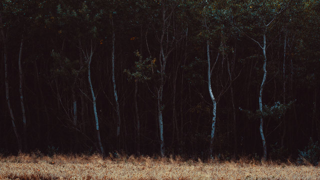 Fototapeta Dark woodland