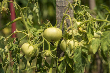 Bahçede domatesler