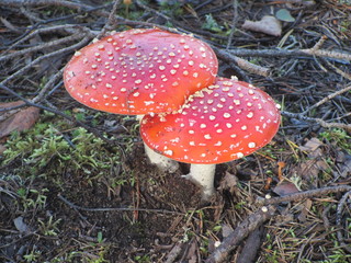 Two red poisonous mushroom - mushroom - in the forest close-up