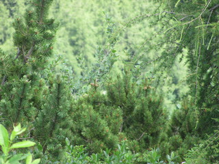 Landscape with larches and evergreen conifers, good background