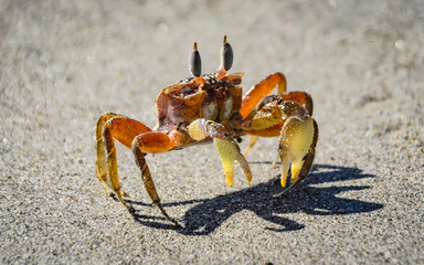 Sand Crab
