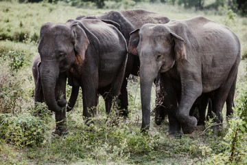 Obraz premium Elephants in a National Park from Sri Lanka