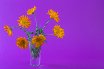 flowers on a colored background