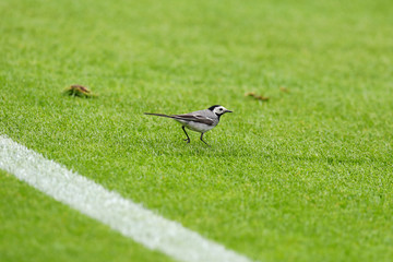 Little bird sitting on the green lawn of a football field