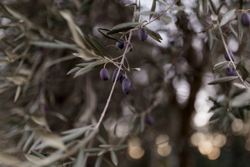 Olive branch with leaves and green olives. Olive tree close up in Spain. Mediterranean plant, flora.