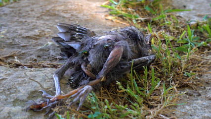 Dead bird lies on the grass.