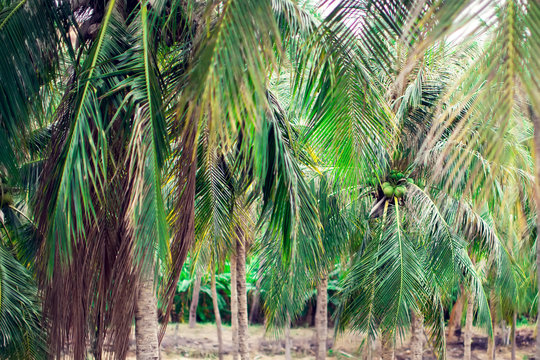 Coconut Palm Trees Perspective View From Floor High Up