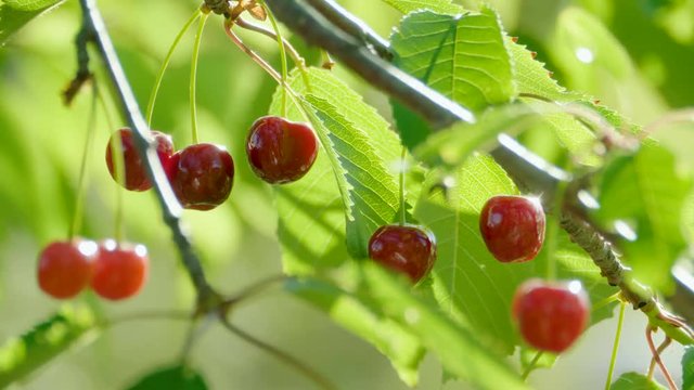 Natural fresh cherry hanging on branch of a cherry fruit tree. 4K