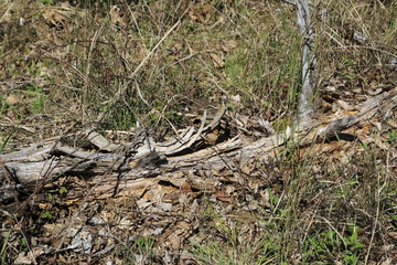 Morscher, abgestorbener Baum auf einer Wiese in den Sand Dünen von Sandweier, Baden-Baden