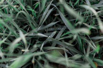 Close up of fresh thick grass with water drops in the early morning. Nature concept