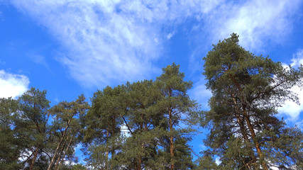 Pine forest against the blue sky.