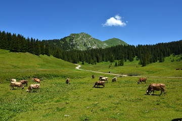 Fototapeta na wymiar Kanisalpe mit Kanisfluh im Bregenzerwald bei Mellau