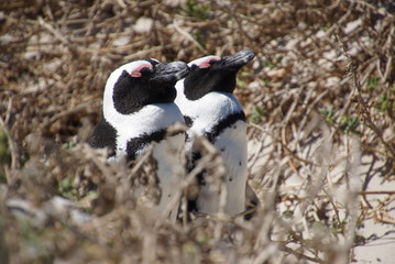 Naklejka na ściany i meble Pinguin - Spheniscus demersus - Boulders Beach South Africa