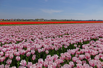 Beautiful view of pink and red tulip fields near a village in Dutch countryside.