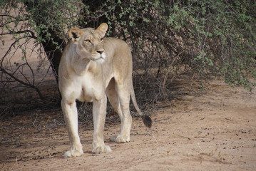 Lions -  Kalahari  - Kgalagadi Transfrontier Park