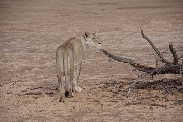 Lions -  Kalahari  - Kgalagadi Transfrontier Park