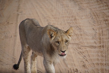 Lions -  Kalahari  - Kgalagadi Transfrontier Park