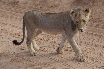 Lions -  Kalahari  - Kgalagadi Transfrontier Park