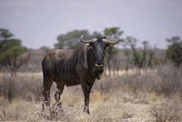 Wildebeest - Connochaetes - Kalahari - South Africa, Botsuana
