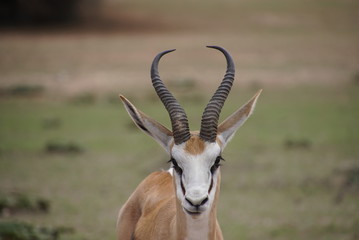 Springbok -  Antidorcas  - Kalahari - South Africa, Botsuana
