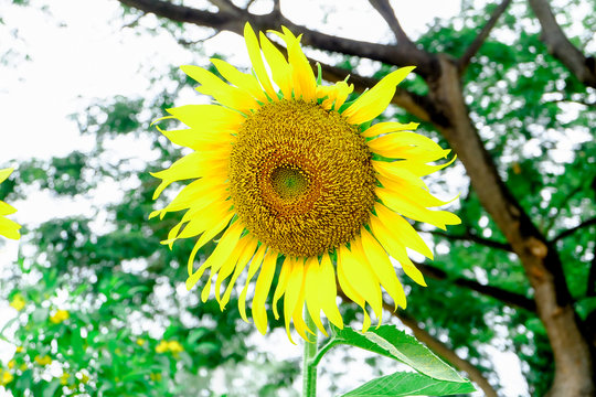 sun flower at garden