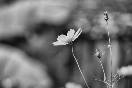 Fototapeta flower in front of other flower in background,  flower among tree, flower with blur background, black and white