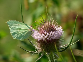 Papillon sur une fleur de chardon.