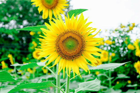sun flower at garden