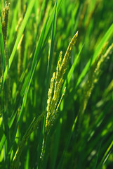 Fototapeta na wymiar Close up ear of rice, close up ear of paddy, rice field with blue sky in background