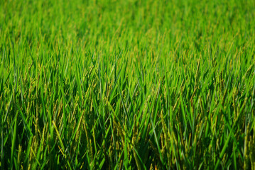 Fototapeta na wymiar Rice field as a background, green rice field