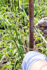 Gardener's hands tie up young tomato plants with flowers to the iron pillars