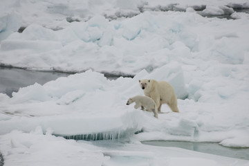 Polar bear walking in an arctic.