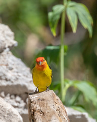 Western tanager male at Capulin Spring, Sandia Mountains, New Mexico