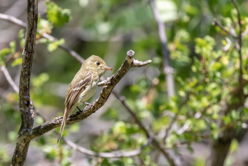 Western wood pewee on branch in Sandia Mountains, New Mexico