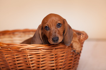 cute puppy Dachshund red in the basket in the Studio on a light background