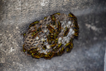 Wasps polist. Wasp nest with wasps sitting on it. The nest of a family of wasps which is taken a close-up.