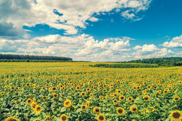 Sunflower field with beautiful sky, aerial view