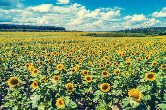 Sunflower Field With Beautiful Sky, Aerial View